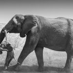 “A window into his soul”: the rare behavior of elephants that reveals the depth of their emotions