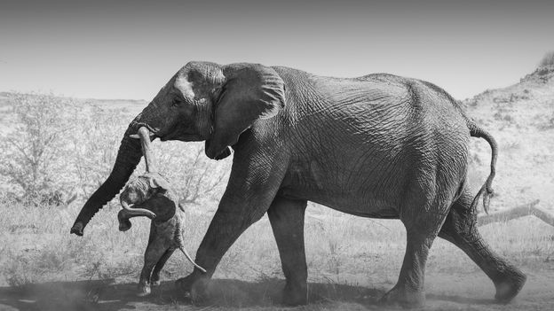 “A window into his soul”: the rare behavior of elephants that reveals the depth of their emotions
