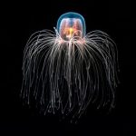 Immortal jellyfish can defeat aging. This could inspire treatments for diseases of old age