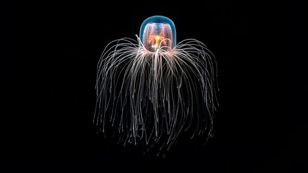 Immortal jellyfish can defeat aging. This could inspire treatments for diseases of old age