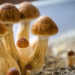 A single dose of psilocybin alleviated depression within days, but its advantage over placebo faded within a year