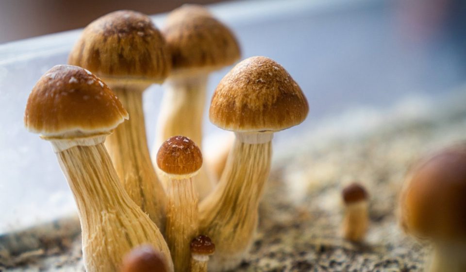A single dose of psilocybin alleviated depression within days, but its advantage over placebo faded within a year