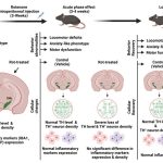 Mice with Parkinson's-like brain changes unexpectedly recovered a year later: ScienceAlert