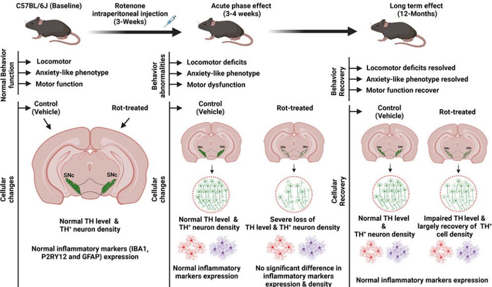 Mice with Parkinson’s-like brain changes unexpectedly recovered a year later: ScienceAlert Mice with Parkinson's-like brain changes unexpectedly recovered a year later: ScienceAlert