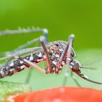 First human death of the year from West Nile virus reported in DuPage County