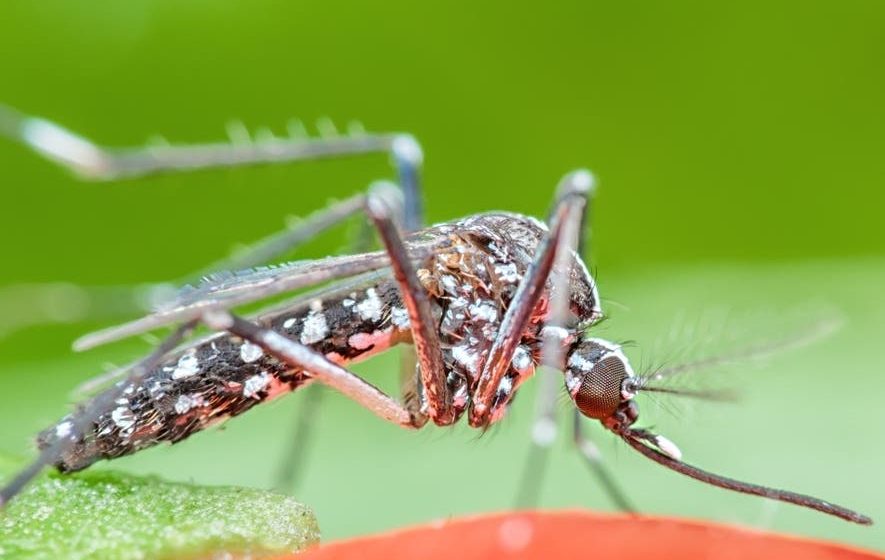 First human death of the year from West Nile virus reported in DuPage County