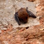 Third rabid bat found in oak forest: Cook County - Patch