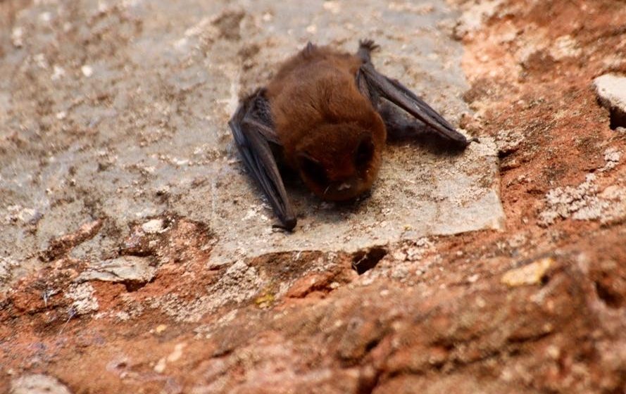 Third rabid bat found in oak forest: Cook County - Patch
