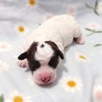 Finland gripped by national channel's live broadcast of puppies