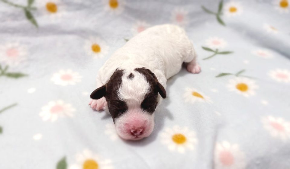 Finland gripped by national channel's live broadcast of puppies