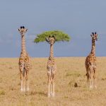 The zany side of nature takes center stage in the funniest wildlife photos of the year