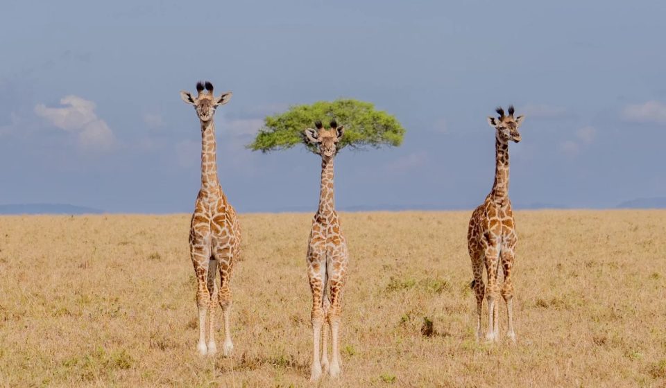 The zany side of nature takes center stage in the funniest wildlife photos of the year