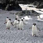 What killed over 500 penguins? Avian flu or improbable bug? : NPR