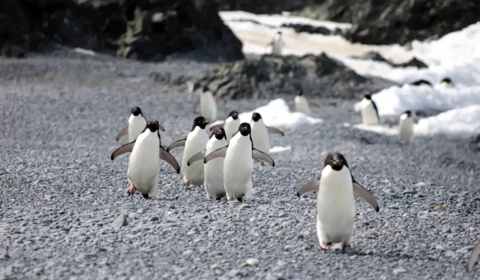 What killed over 500 penguins? Avian flu or improbable bug? : NPR