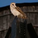 A rare family of barn owls has settled in Manhattan, captivating New Yorkers: NPR