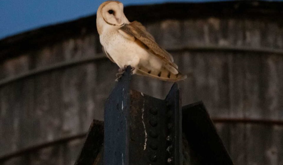 A rare family of barn owls has settled in Manhattan, captivating New Yorkers: NPR