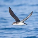 Research shows some birds suffer from jet lag: NPR