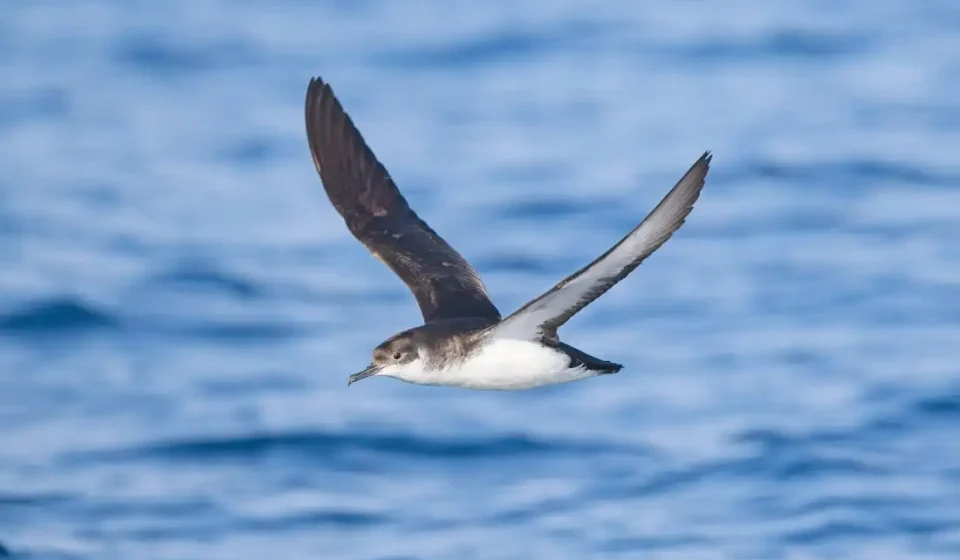 Research shows some birds suffer from jet lag: NPR Research shows some birds suffer from jet lag: NPR