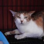 Vietnamese police arrest 12 people suspected of prowling city streets at night, snatching cats for meat: NPR