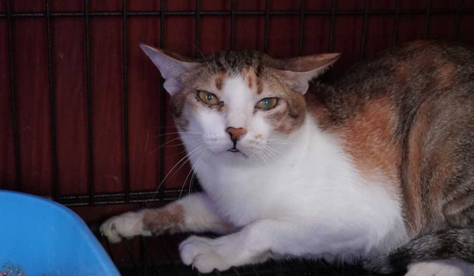 Vietnamese police arrest 12 people suspected of prowling city streets at night, snatching cats for meat: NPR