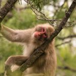 Just like us, macaques seem to fear germs after an outbreak: NPR