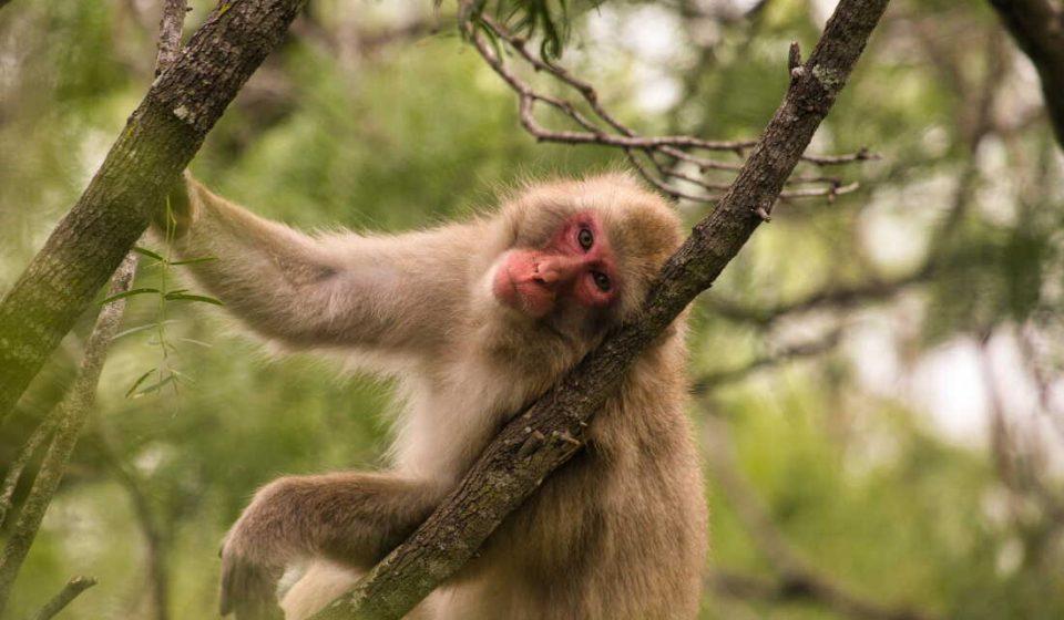 Just like us, macaques seem to fear germs after an outbreak: NPR