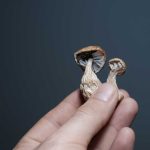 Study Hints at Psychedelics' Potential to Fight Inflammation: NPR