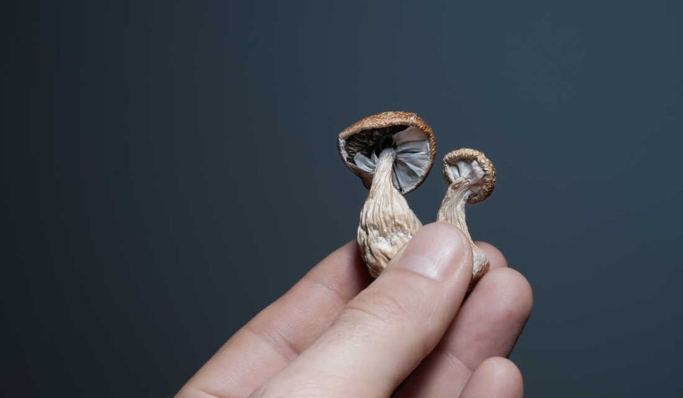 Study Hints at Psychedelics' Potential to Fight Inflammation: NPR