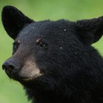 Wildlife officials kill 14 food-conditioned bears gathered at home near Bozeman