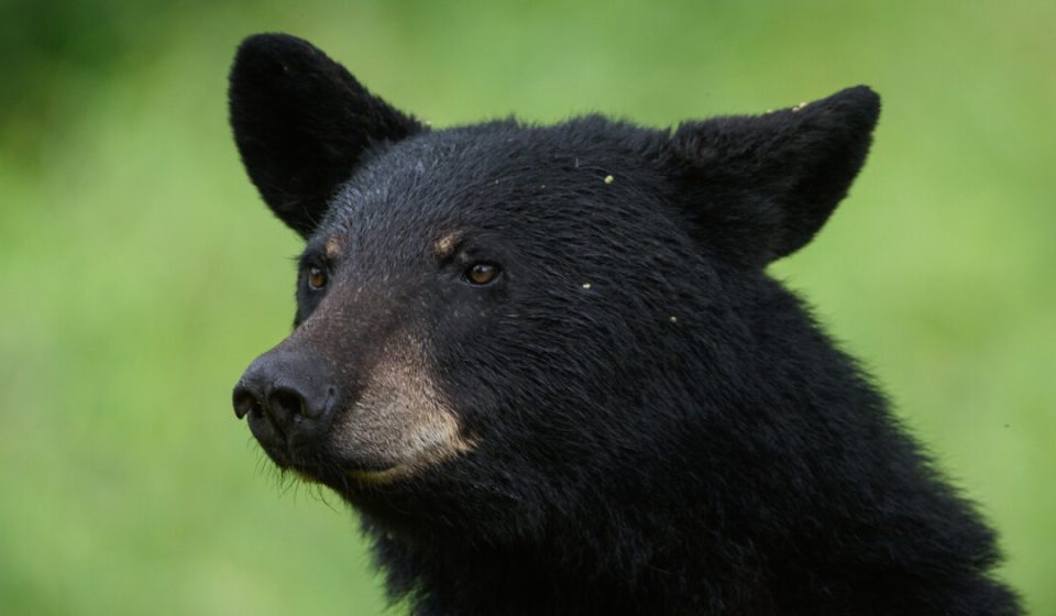 Wildlife officials kill 14 food-conditioned bears gathered at home near Bozeman