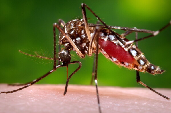 Florida dengue outbreak worst in continental United States in decades