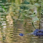 71-year-old Florida fisherman fatally attacked by 12-foot alligator