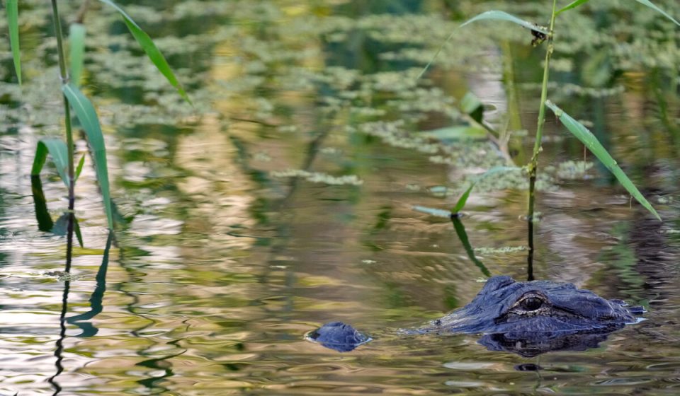 71-year-old Florida fisherman fatally attacked by 12-foot alligator