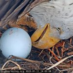 Jackie the Bald Eagle's Cause of Death Revealed; she was cremated
