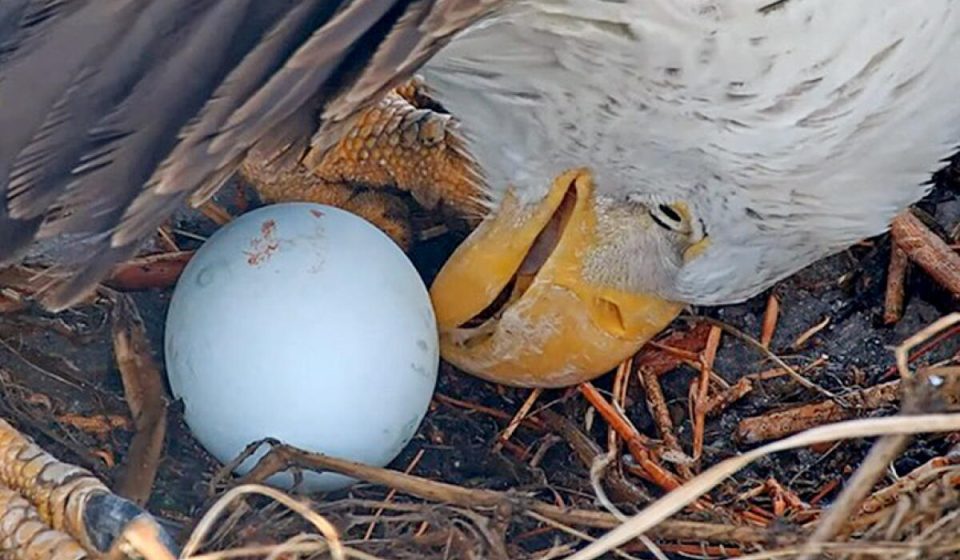 Jackie the Bald Eagle's Cause of Death Revealed; she was cremated