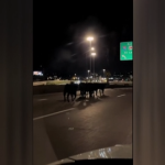 Cows roam Kansas City highway after trailer plunges from Missouri Viaduct, killing dozens of cattle