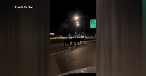 Cows roam Kansas City highway after trailer plunges from Missouri Viaduct, killing dozens of cattle