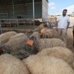Some Israeli settlers use sheep as a tool to drive Palestinians from their homes in the West Bank