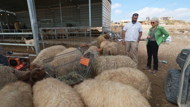 Some Israeli settlers use sheep as a tool to drive Palestinians from their homes in the West Bank Some Israeli settlers use sheep as a tool to drive Palestinians from their homes in the West Bank