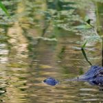71-year-old fisherman attacked and killed by 12-foot alligator on Florida lake