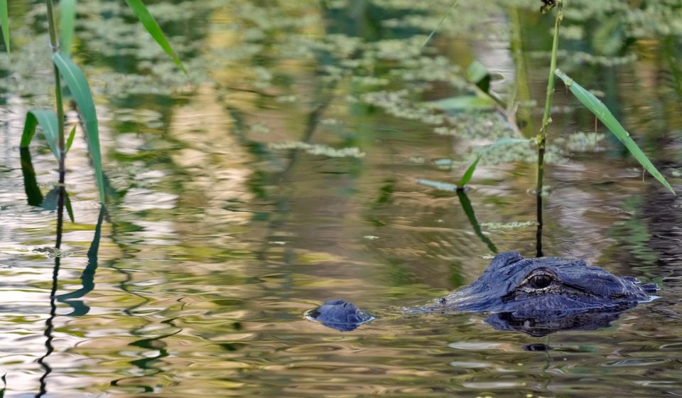 71-year-old fisherman attacked and killed by 12-foot alligator on Florida lake