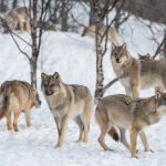 Wolves descend on Finnish villages after Google hijacks 1,300 acres of habitat to make room for AI data centers