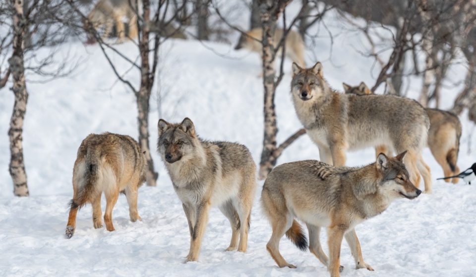 Wolves descend on Finnish villages after Google hijacks 1,300 acres of habitat to make room for AI data centers Wolves descend on Finnish villages after Google hijacks 1,300 acres of habitat to make room for AI data centers