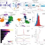 Population-wide immune multiome atlas reveals disease regulatory mechanisms